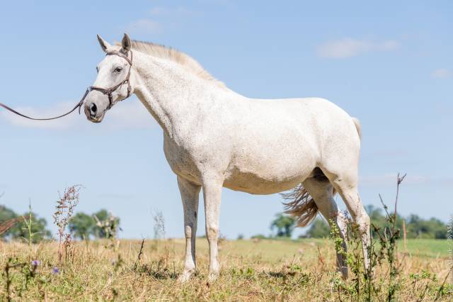 Draagmerrie Lusitano Te koop 2011 Schimmel ,  SENADOR
