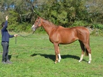 Merrie Volbloed Te koop 2012 Vos