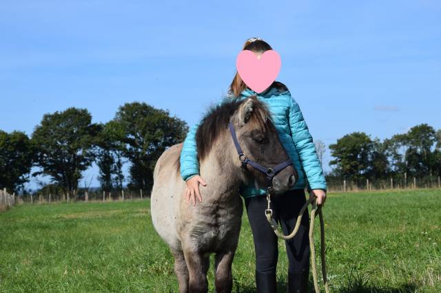 Veulen (ml) Shetland Te koop 2024 Muisgrijs ,  EXKI DE LA MERLETIERE