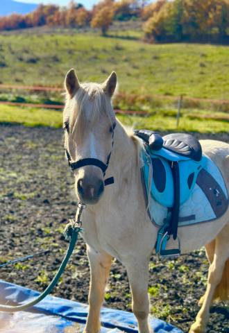 Veulen (ml) Welsh Partbred Te koop 2023 Palomino ,  itak de l'ourea
