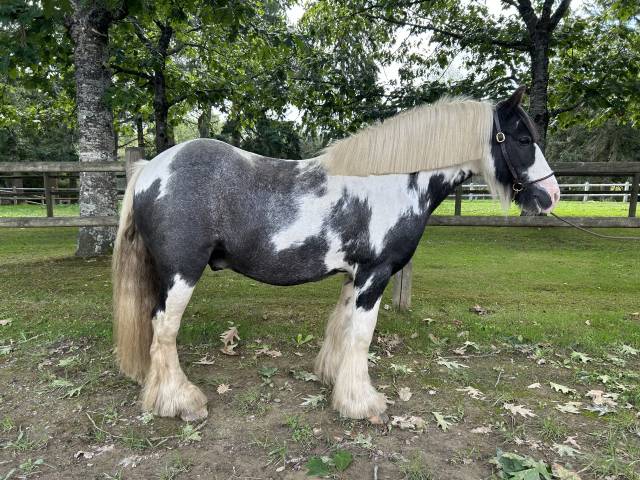 Ruin Ras onbekend Te koop 2015 Bont