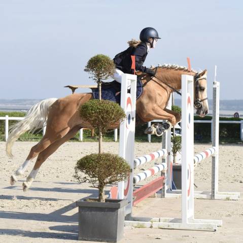 Merrie Franse rijpony PFS Half pension 2017 Palomino