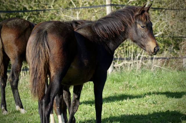 Veulen (vr) New Forest Te koop 2024 Bruin / Bai ,  VOGNMANDGARDENS REMBRANDT