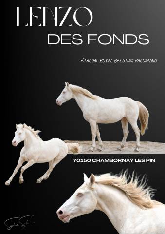 Lenzo des fonds  - BWP Belgisch volbloed 2009 ,  Isidore de saint donat