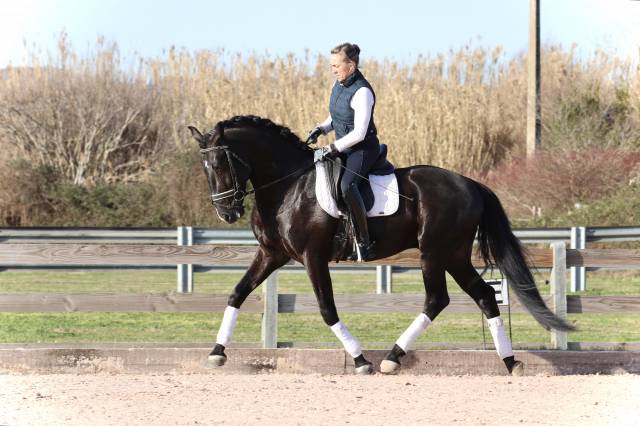 Ruin Lusitano Te koop 2019 Zwart ,  ESQUIVO