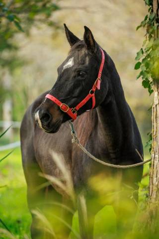 Merrie Arabier Te koop 2010 Bruin / Bai ,  JAMAN