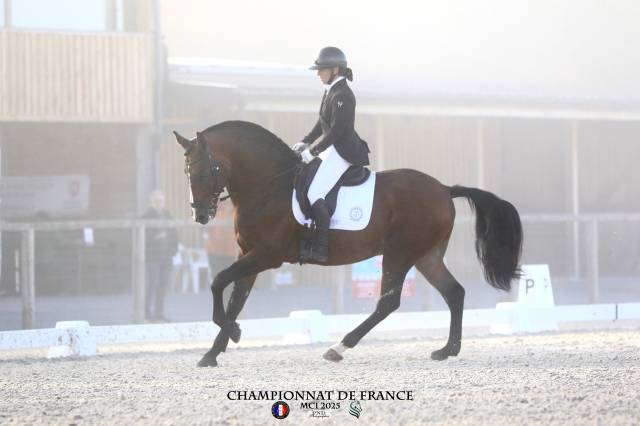 Dior du Fesquet - Lusitano 2013 ,  Rubi Ar