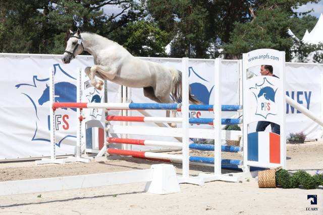 MYSTERY PONDI EDB - Franse rijpony PFS 2022 ,  Pixies Leam Pondi