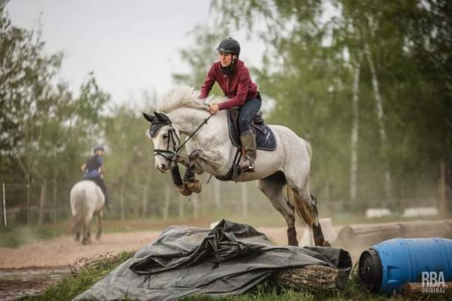 Ruin Belgisch sportpaard Te koop 2015 Schimmel ,  Coeur de cachas