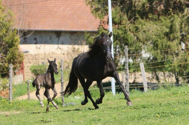 Draagmerrie PRE Puur Ras Spaans Te koop 2019 Zwart ,  TENORIO DE VERLIN