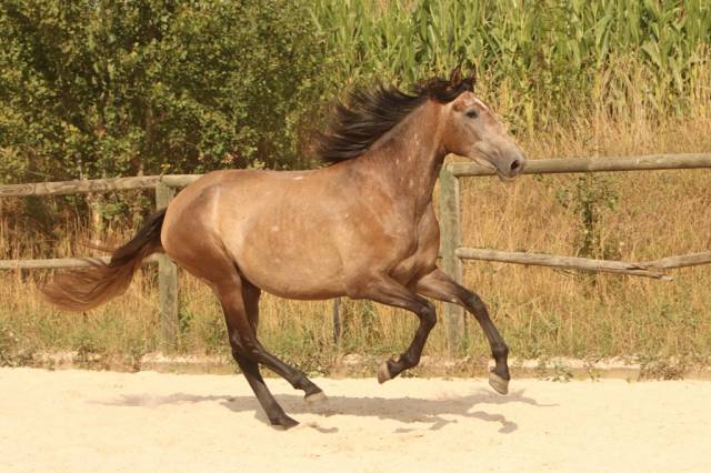 Merrie PRE Puur Ras Spaans Te koop 2022 Schimmel ,  GUAPO DE LA COMBE