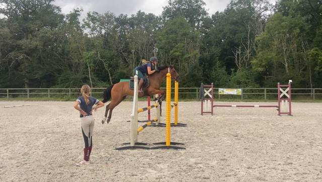 Ruin Bekend ras Te koop 2014 Donker bruin / bai
