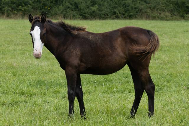 Veulen (vr) Paint Horse Te koop 2024 Zwart