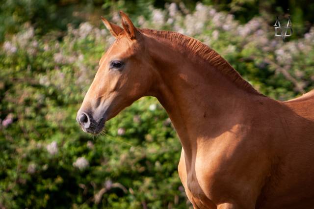 Veulen (vr) PRE Puur Ras Spaans Te koop 2022 Vos ,  Tarzano GSA