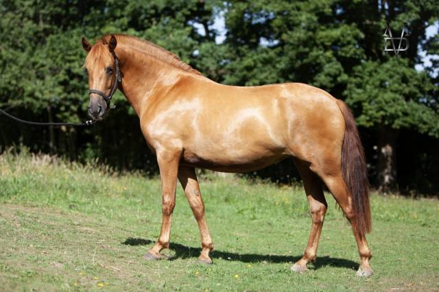 Veulen (vr) PRE Puur Ras Spaans Te koop 2022 Vos ,  Tarzano GSA