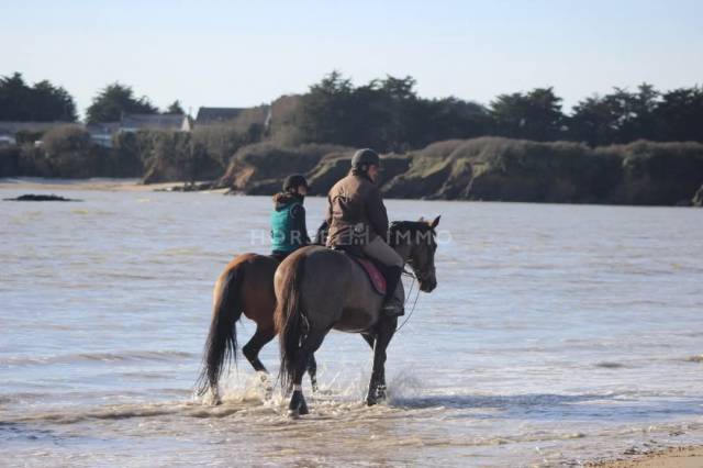 Stoeterij Koop Morbihan