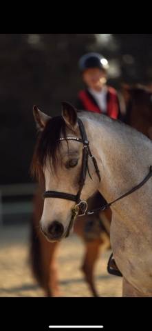 Ruin Franse rijpony PFS Te koop 2017 Isabel ,  Dream on der lenn