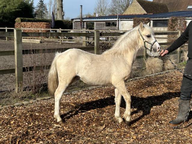 Veulen (ml) Welsh Pony (Section A) Te koop 2024 Palomino