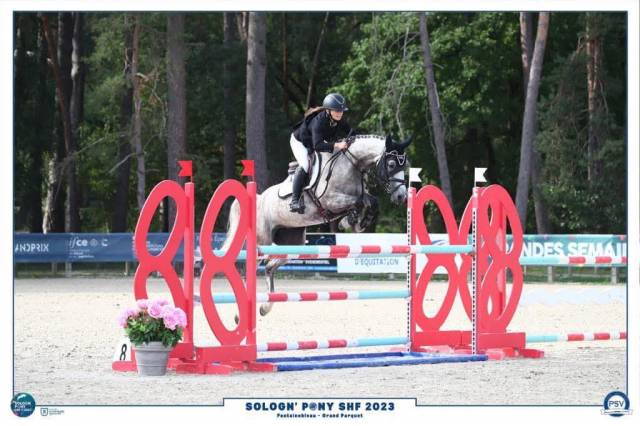 Merrie Franse rijpony PFS Te koop 2016 Schimmel