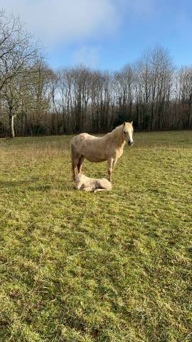 Veulen (vr) Welsh Pony (Section B) Te koop 2025 Crème ,  TECK DES ASTERIES