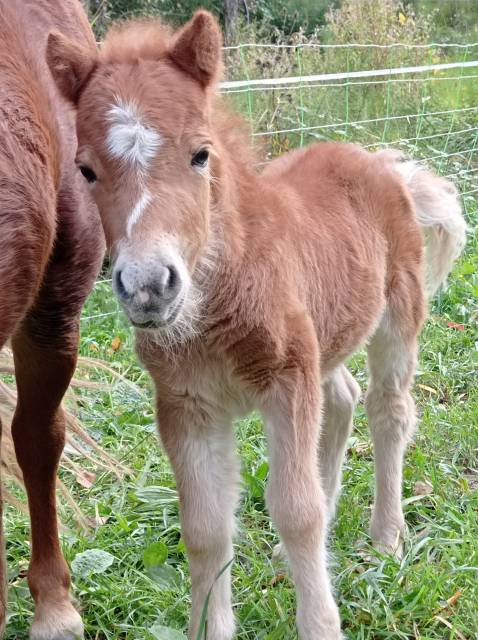 Veulen (ml) Shetland Te koop 2024 Lichte manen en staart