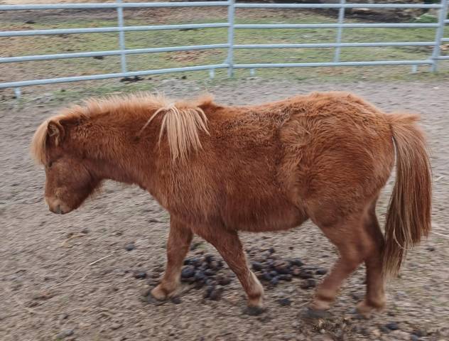 Veulen (vr) Shetland Te koop 2024 Vos