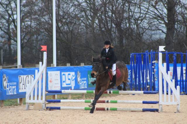 Merrie Ras onbekend Te koop 2012 Bruin / Bai