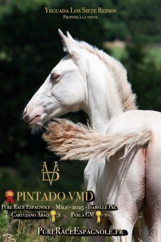 Veulen (ml) PRE Puur Ras Spaans Te koop 2025 Isabel ,  CARTUJANO ABAD