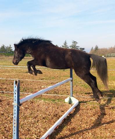 Ruin Andere pony rassen Te koop 2019 Zwart