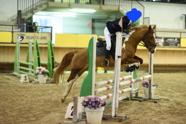 Merrie Engelse rijpony Te koop 2017 Bont