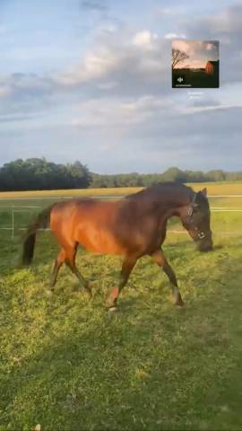 Merrie Ras onbekend Te koop 2012 Bruin / Bai