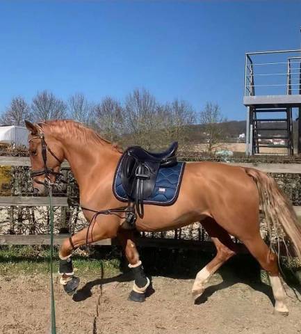 Cheval de dressage de 5 ans