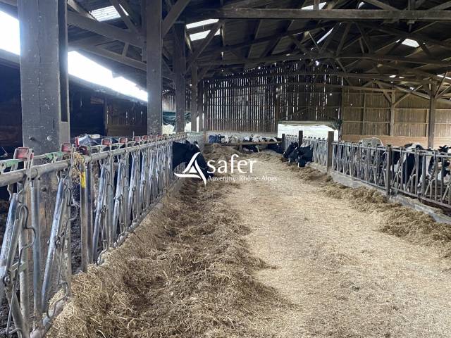 Schapen exploitatie Koop Allier