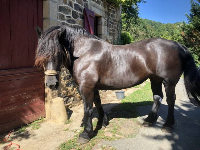 Merrie Percheron Te koop 2011 Zwart