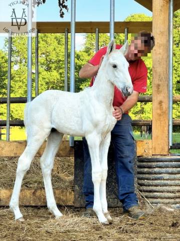Veulen (ml) PRE Puur Ras Spaans Te koop 2025 Palomino ,  PICASSO LH