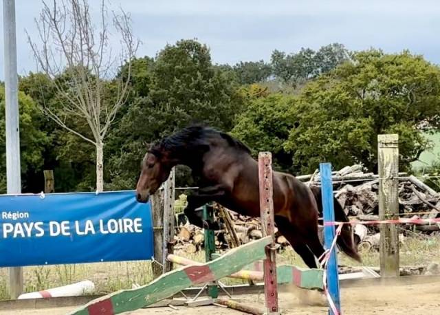 Hengst Franse rijpony PFS Te koop 2022 Bruin / Bai ,  Hevoli des till