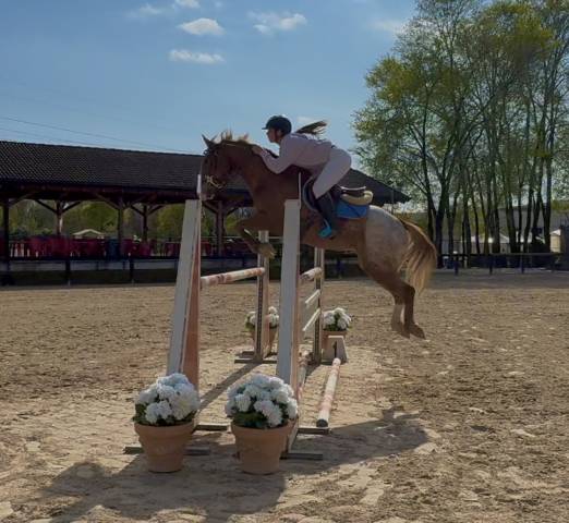 Ruin Andere pony rassen Te koop 2019 Appaloosa