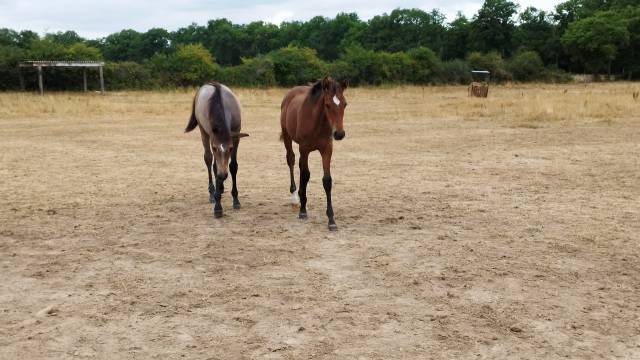Veulen (vr) PRE Puur Ras Spaans Te koop 2025 Donker bruin / bai