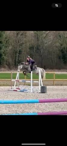 Ruin Franse rijpony PFS Te koop 2019 Schimmel