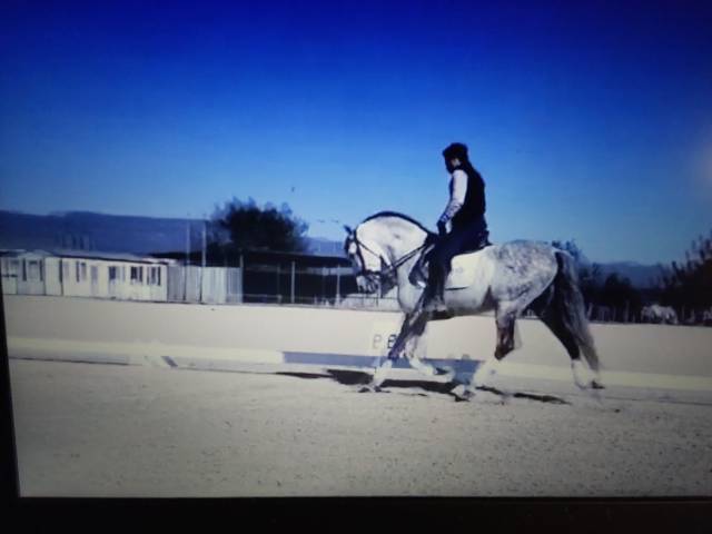 Hengst PRE Puur Ras Spaans Te koop 2015 Schimmel ,  HESPERIO