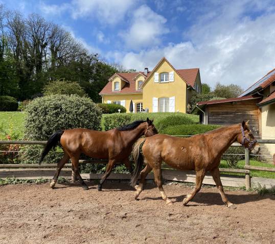 Mooi hippisch vastgoed Koop Haute-Saône