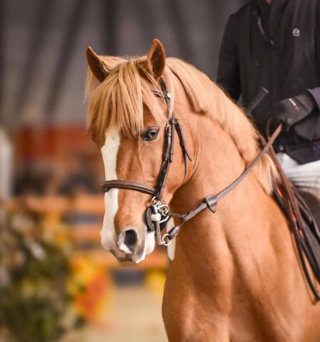 Dekhengst Franse rijpony PFS Te koop 2017 Vos ,  Blue tinka tillia