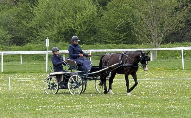 Ruin Franse rijpony PFS Te koop 2020 Zwart