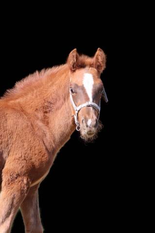 Veulen (ml) Franse rijpony PFS Te koop 2025 Koffie vos