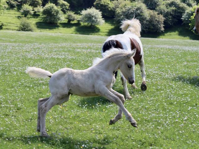 Veulen (vr) Welsh Partbred Te koop 2025 Palomino ,  Lazureo ducoeur DNB