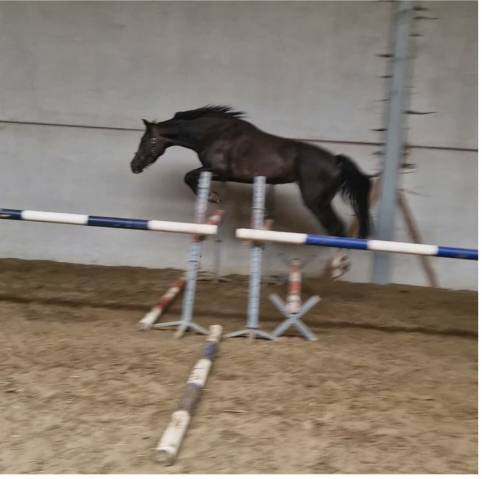 4 jarige merrie van Casall la silla (Casall Ask)