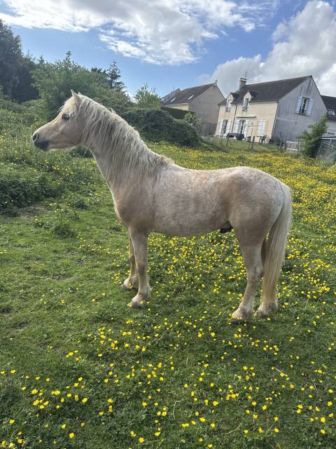 Dekhengst Welsh Partbred Te koop 2021 Palomino ,  I AM SORRY DU LOOK