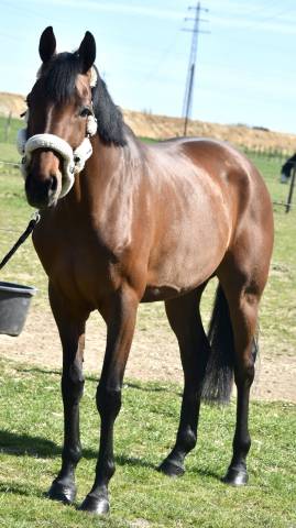 Merrie Oldenburger Te koop 2019 Donker bruin / bai