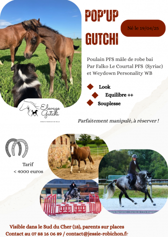 Veulen (ml) Franse rijpony PFS Te koop 2025 Donker bruin / bai