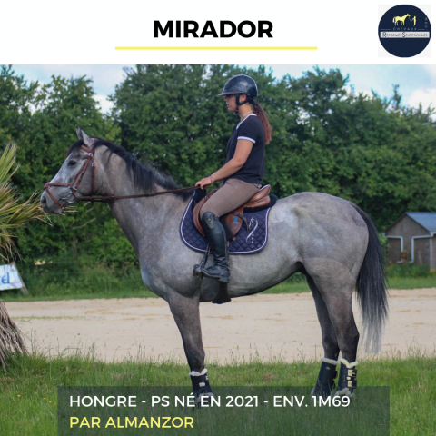 Ruin Volbloed Te koop 2021 Schimmel ,  Almanzor
